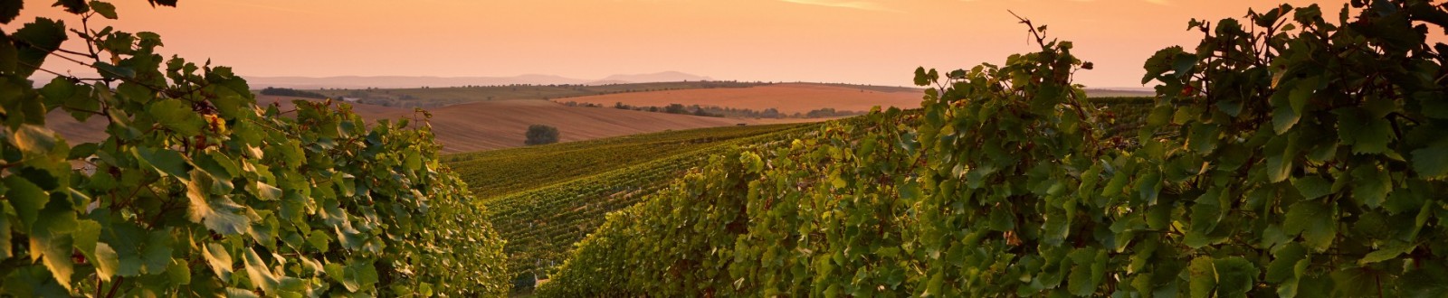 Château Cheval Blanc